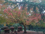 autumn.jpg