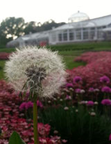 dandelion.jpg