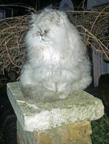 fluffycat1.jpg