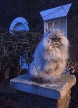 fluffycat2.jpg