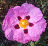 pinkflower.jpg